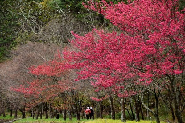【台中】武陵櫻花祭