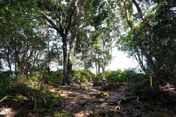 苗栗 泰安 上島山3023059