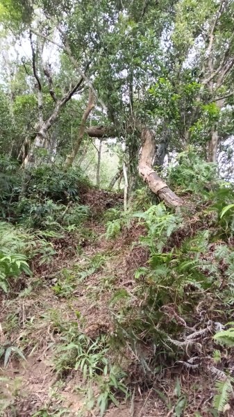 坪林區金瓜寮土地公-火炎山東峰-火炎山-火炎山南峰-金瓜寮土地公O型3138291