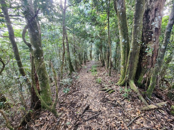 20250105鵝公髻山雲霧步道2726338