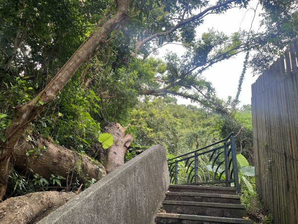 [百山百鳥尋旅-01/15] 2025_0807 和美山步道2854541