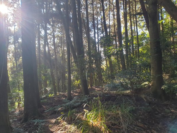 冬瓜山步道與洗水山1560942