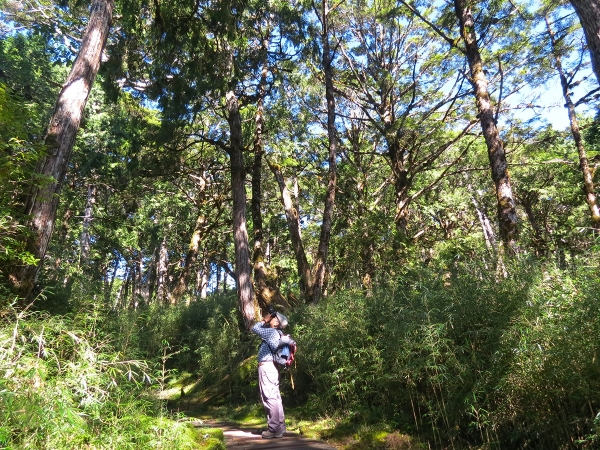 太平山檜木原始林→鐵杉林步道P型261450