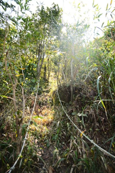 20250228西九份坑山-九份坑山-觀日峰-新厝山-火炎山-美艷山2722403
