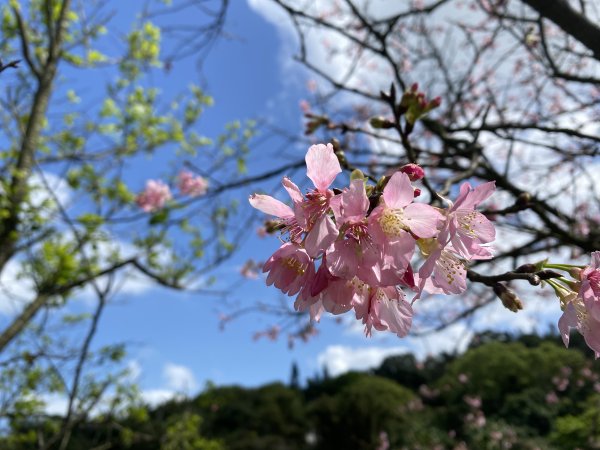 🚗從淡金公路出發｜三生步道櫻花與田園風光・春日療癒散步3018746