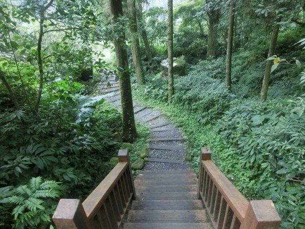 溪頭銀杏神木彩虹橋459532