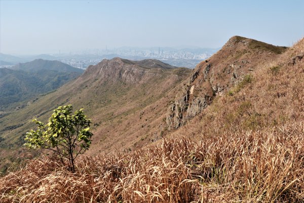 HK - 觀音脊、八仙嶺1465879