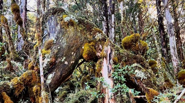🌈11/29(六)-30(日)空靈系秘境~太平山-三星山(小百岳)⛰️+三星池~🌈2952251