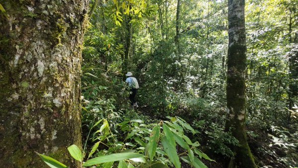 阿里山頂湖三連峰:天福山、芙蓉山、凸龜山2810090