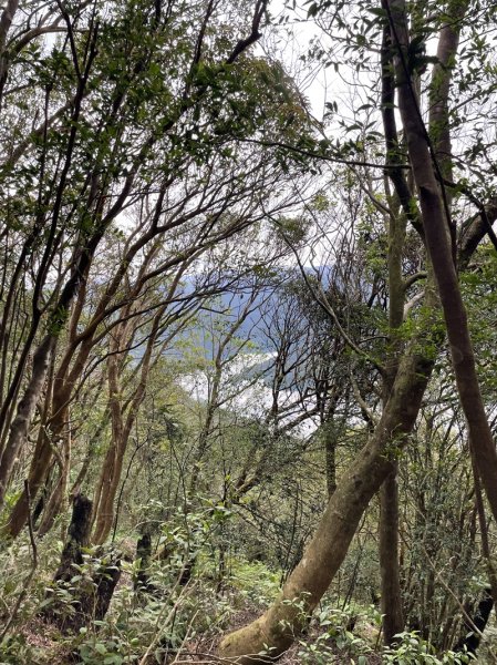 鱷魚頭景觀步道2729212