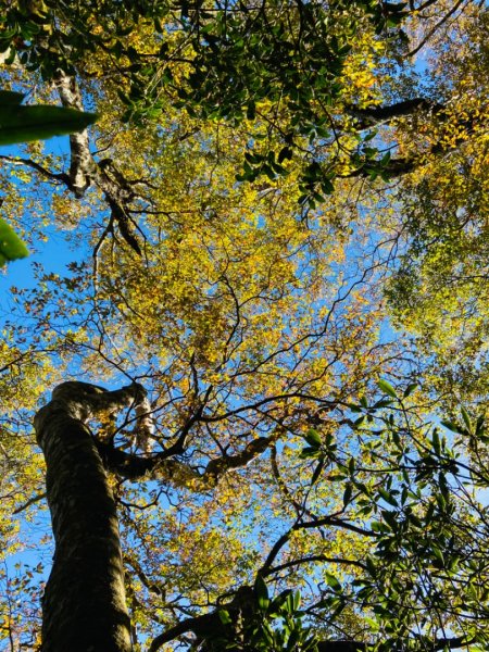 2021/11/6 北得拉曼好風光～山毛櫸-雲海-巨木1505171