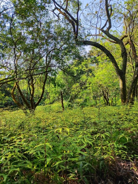 新山夢湖-友蚋山-友蚋南峰-五指山古道2755372