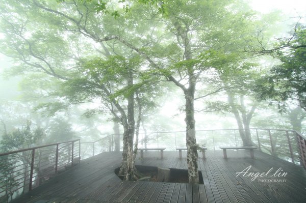 台灣山毛櫸步道(宜蘭)封面