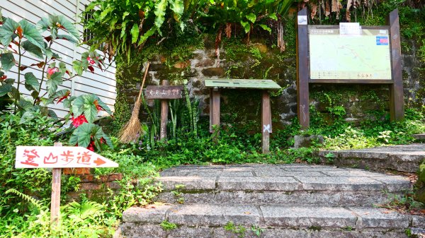 綬草（清明草、一線香或盤龍參）3038864