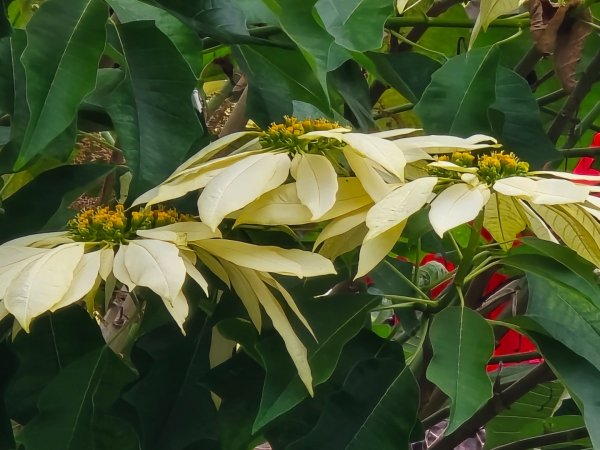 鳶嘴稍來山之楓紅／雲海2974094