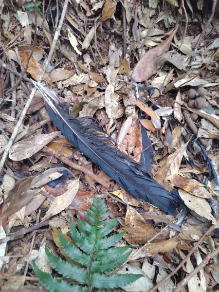 長壽山、肥崠山、醜崠山、大崠山、大崠山經建版2931611