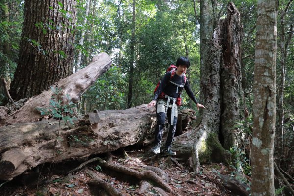 2020-12-12 八仙山1216313