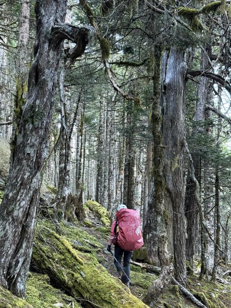 大眾運輸登 雪山西稜 (中雪山未竟) 2025/12/3~92970028