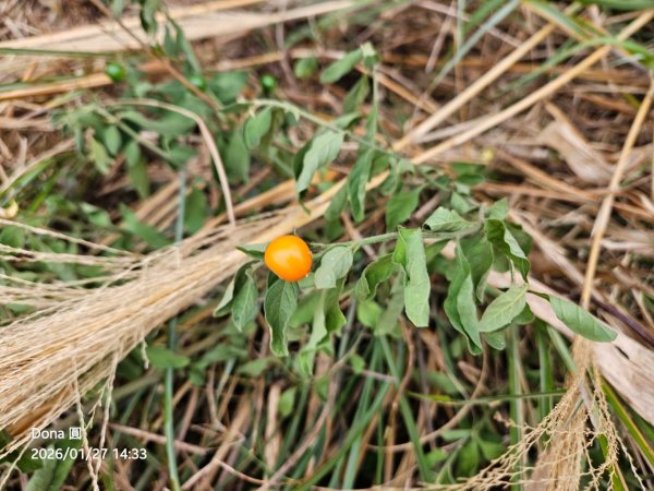 20260127三通嶺山.三義山(大桁茂山).慈濟山.大坪山大O走2989995