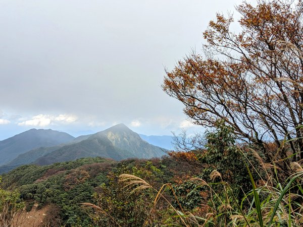 《北插天山》零星的山毛櫸、有點難攀的中級山1917274