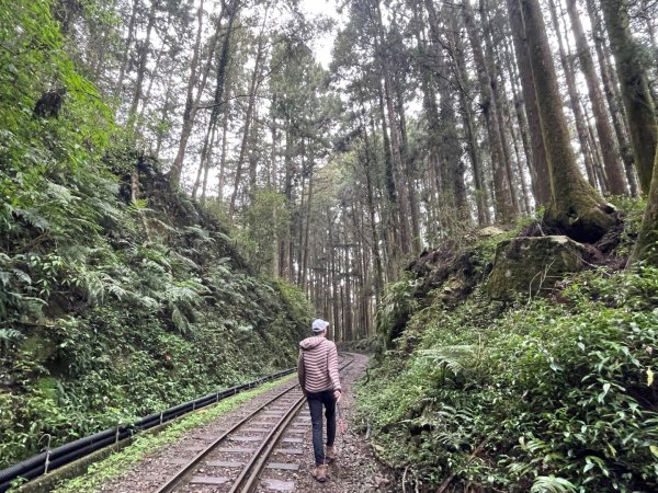 1150404-5水山巨木步道。二萬坪樹抱石3035663