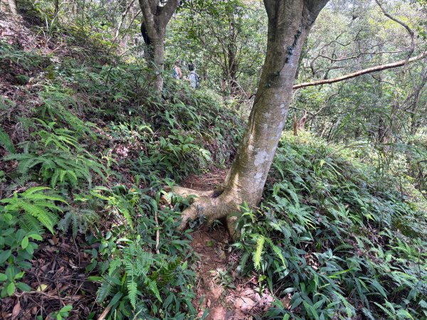 三段崎古道2835529