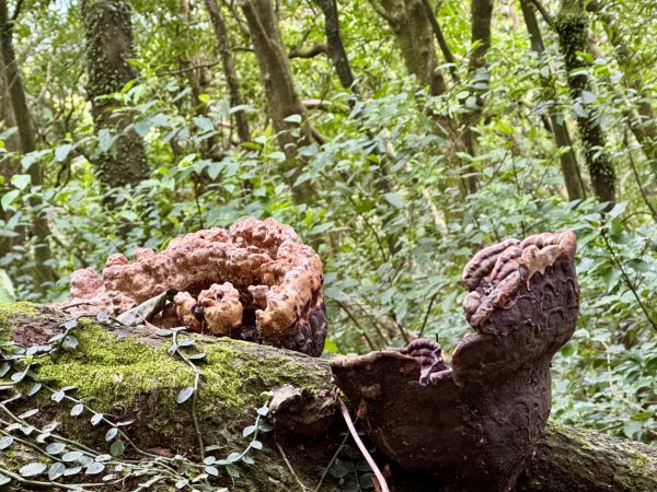登峰古圳訪高頂山 北五指山 出荷蘭古道 快閃聖人瀑布2981976