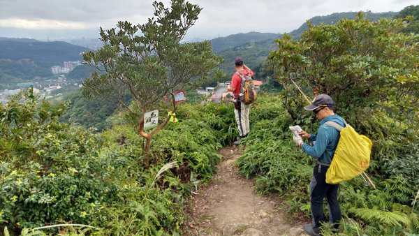 龜山五連星+大棟山O型