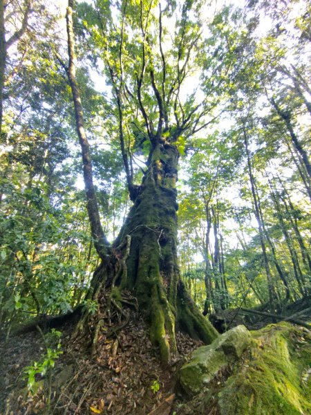 稍來小雪山國家步道、船型山、鞍馬山、鞍馬山東北峰、天池、雪山神木2799817