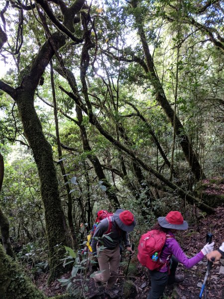 二訪卯木山與中橫四辣之小辣羊頭山426943