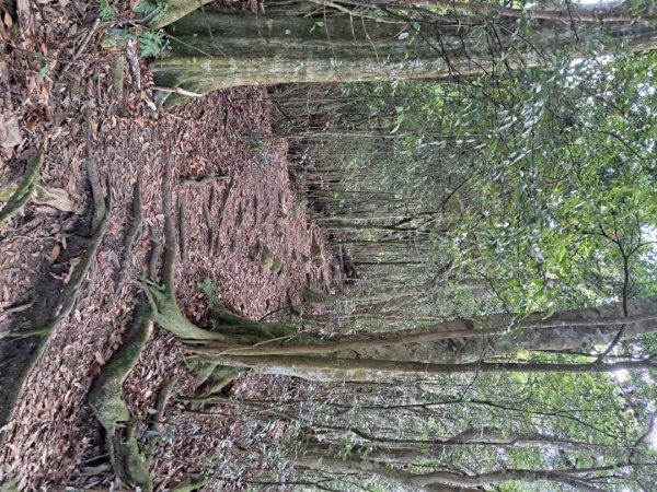 新竹十八尖山，飛鳳山，觀日坪，五指山，鵝公髻山步道3132042