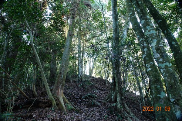 苗栗 泰安 南坑山1577998