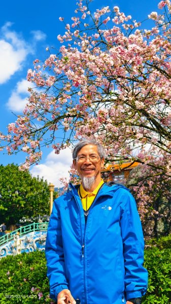 #綠繡眼 訪花 #吉野櫻 #天元宮 #楓樹湖 03162736708