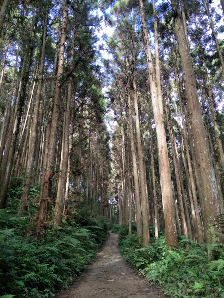 2019 01 04 鵝公髻山步道497810