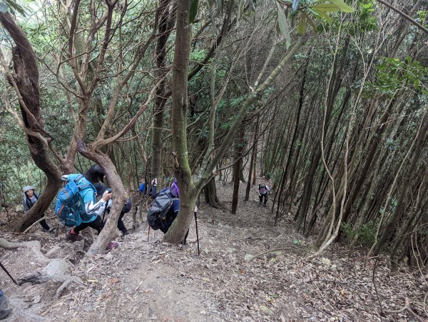 谷關七雄：屋我尾山（大雪山林道來回）1773188