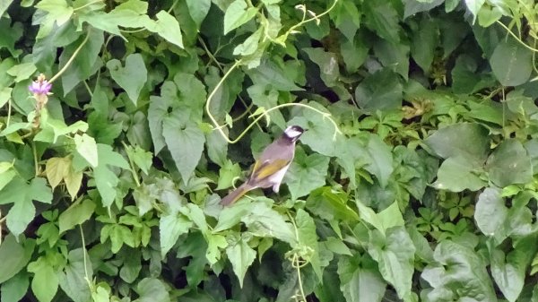 關渡自然鳥公園2322967