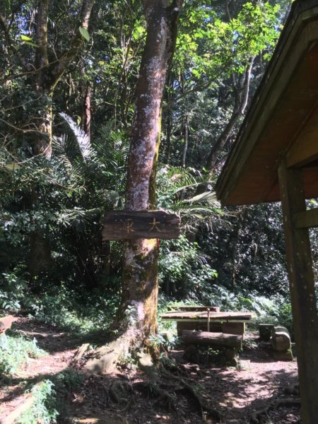 20181026-大凍山初登444956