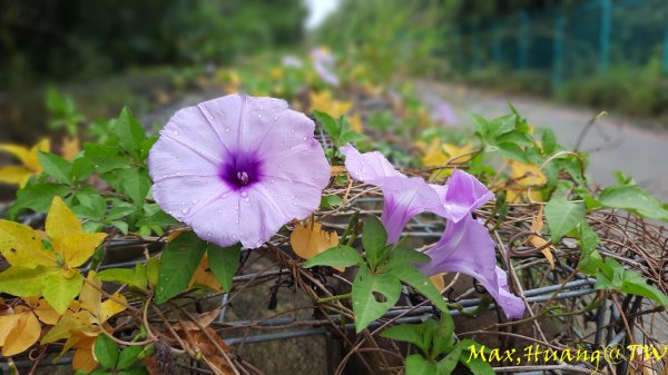《台中》雙園連走｜東大公園連走都會公園202310072305975
