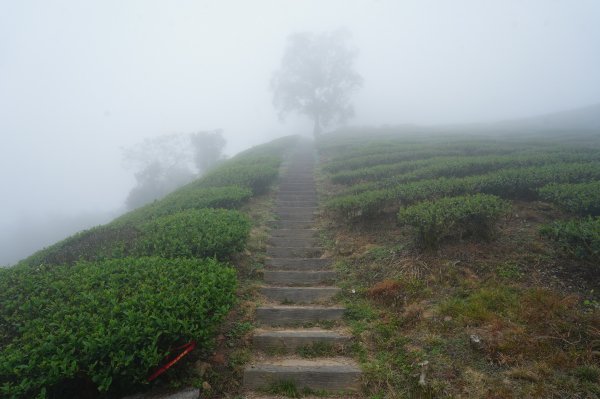 嘉義 梅山 太平山、梨子腳山、馬鞍山、二尖山、大尖山、碧湖山2748974