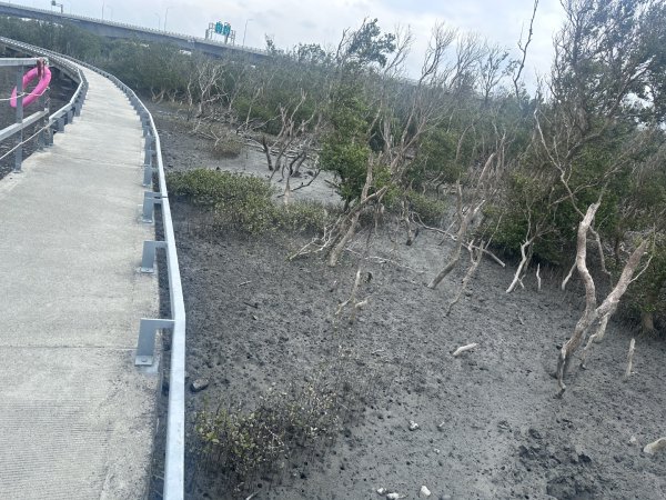 芳苑濕地紅樹林海空步道2766461