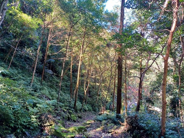 【台中和平】森林步道悠閒走。 八仙山森林遊樂區步道群2784604