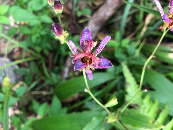 貴妃山、那結山O走1478337