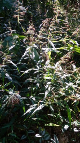 貴妃山、那結山O走1478329