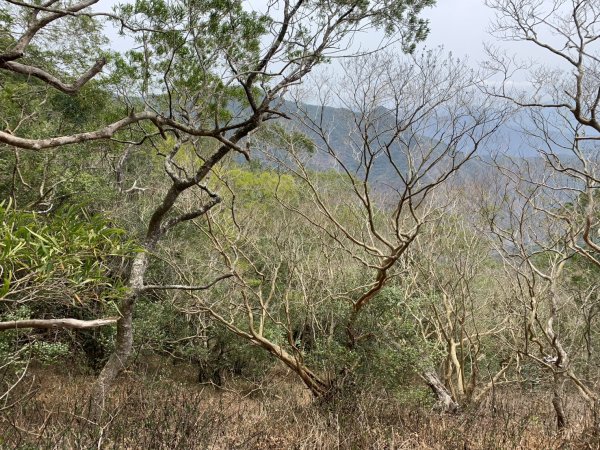 20250404屏東北獅子頭山-霧里乙山2757444