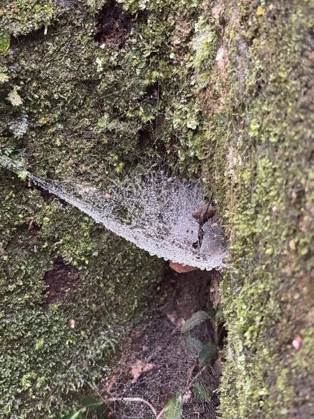 新北 三峽 桃園 復興 東眼山自導式步道2995387