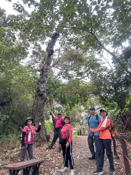 虎山岩區4條大嶺巷步道十二分埔山O繞逍遙輕鬆行3064037