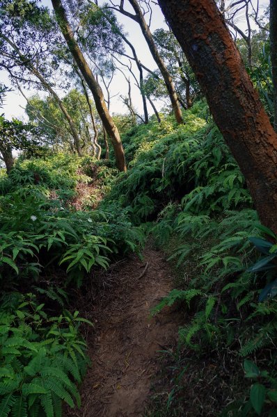 苗栗三義三角山596994