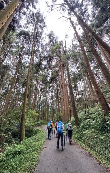 羊彎上武岫大崙山茶園尋山頭2825514