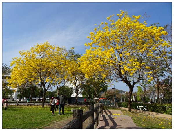 台中/廍子公園風鈴木865528