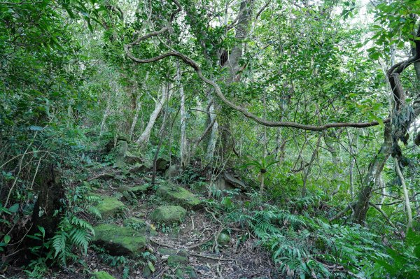 新北 新店 直潭山、二龍山2703896